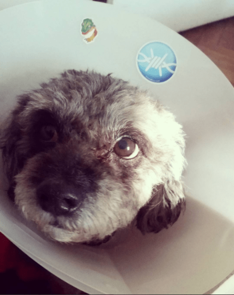 screen-shot-2016-10-27-at-4-50-39-pm